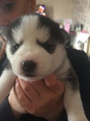 Siberian Husky Purebred Puppy Litters for Sale!