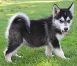 RSDF Siberian Huskies puppies available ready to go