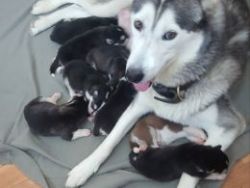 Siberian Husky puppies for rehoming
