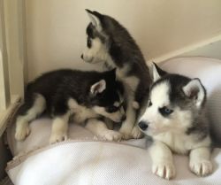 Purebred healthy male and female Siberian husky puppies
