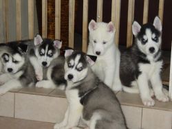 Gorgeous AKC Huskies Puppies