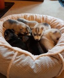 Kc Assured Breeder Husky Puppies For X-Mass