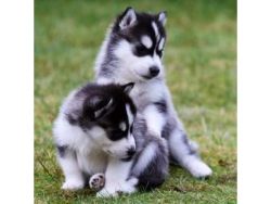Siberian husky puppies