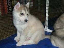 Siberian husky puppy to be rehome asap***