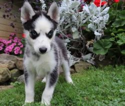 Amazing Home Raised Siberian Husky Puppies