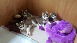 Kc Registered Siberian Husky Pups Share Tweet +1 Pin it £700
