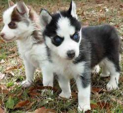 Blue eyes Siberian Husky Puppies. contact address below