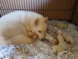 Courageous Siberian Husky Puppies for sale