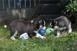 Black And White Siberian Husky Puppies