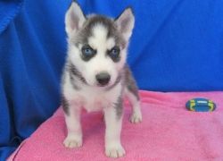 Beautiful Siberian Husky puppies For Sale