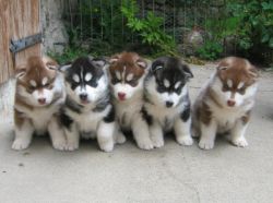 Akc registered Siberian Husky puppies -
