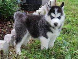 adorable litter energetic little of huskies available