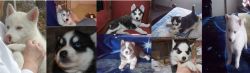 Siberian Husky Puppies,text at (xxx)-xxx-xxxx