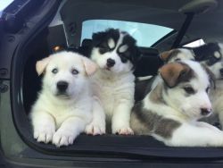 best siberian husky puppies for sale