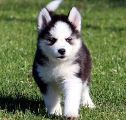 Siberian husky Puppies for Adoption