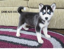 Beautiful Siberian husky puppies for re-home
