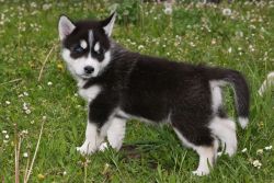Siberian Husky puppies ready for new homes