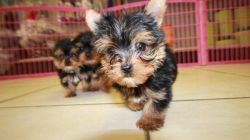 Male and female AKC TOY Yorkie puppies ready