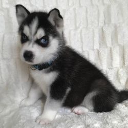 Siberian Huskies Available