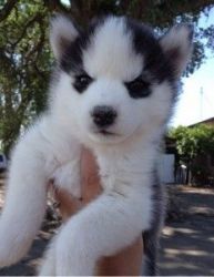 Sweet Siberian Husky Puppies $450.00