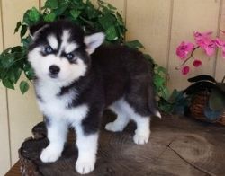 Amazing Male and female Siberian Husky puppies