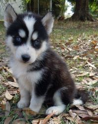 Cute and Charming Siberian husky puppies contact (xxx) xxx-xxx5