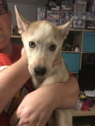 Beautiful female Siberian Husky puppy wanting a forever home