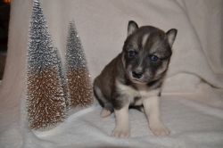 Jade-Female-AKC Registered Siberian Husky Puppy-PENDING