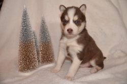 Sitka-Female-AKC Registered Siberian Husky Puppy