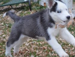 Well Socialized Siberian Husky Puppies For Sale