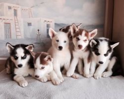 One male and two female Siberian Husky puppies