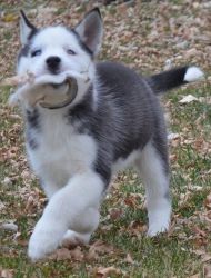 Males and females Siberian Husky puppies
