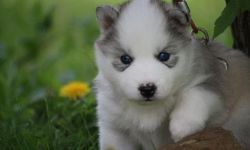 Attractive male and female Siberian Husky Puppies