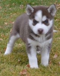 Well Socialized and Active M/F Siberian Husky Puppies