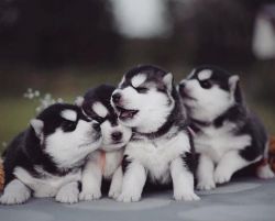 Siberian Husky puppies for sale AKC registered Blue eyes!