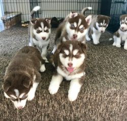 Male and female Siberian Husky Puppies