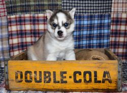 Jackson-Male-AKC Registered Siberian Husky Puppy