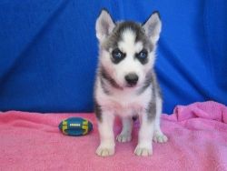 Blue Eyes AKC Siberian Husky Puppies Available