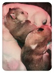 Lovely husky puppies available...Text (xxx) xxx-xxx7