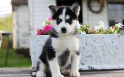 Healthy Siberian Husky Puppies. Text (xxx) xxx-xxx2