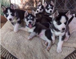 Trained Siberian Husky puppies available