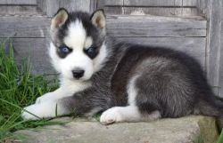 Cute and Healthy Male/Female Siberian Husky Puppies