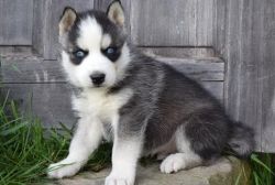 Attractive and well trained AKC Siberian Husky Puppies