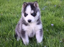 Sweet and Healthy AKC Siberian Husky Puppies available