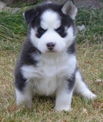 Attractive and well Socialized AKC Siberian Husky Puppies