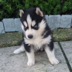 Super cute Siberian Husky Puppies Set And Ready