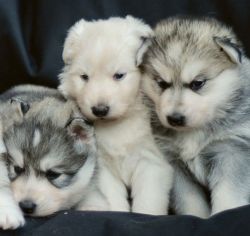 Stunning, Siberian Husky X Gsd X Malamute Puppies!
