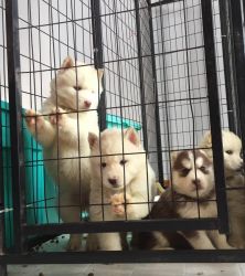 Beautiful and Playful Siberian Husky Puppies!