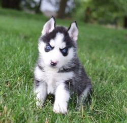 Adorable AKC registered Siberian Husky Puppies.