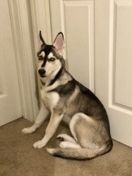 7 months Syberian Huskey for sale
